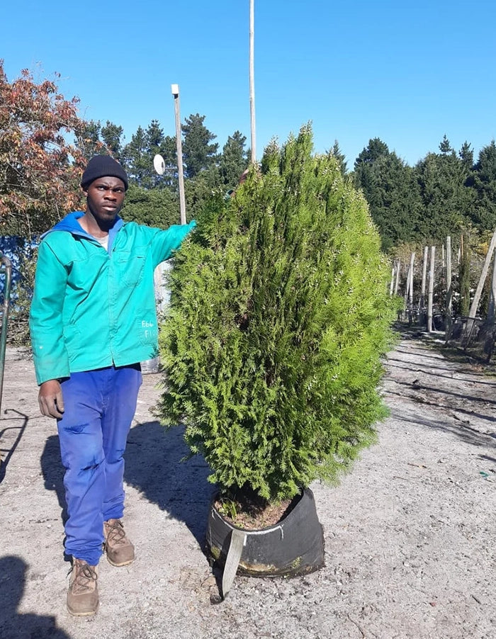 Thuja orientalis 'Aurea'