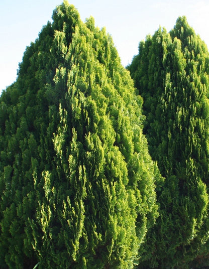 Thuja orientalis 'Aurea' - 70 litre