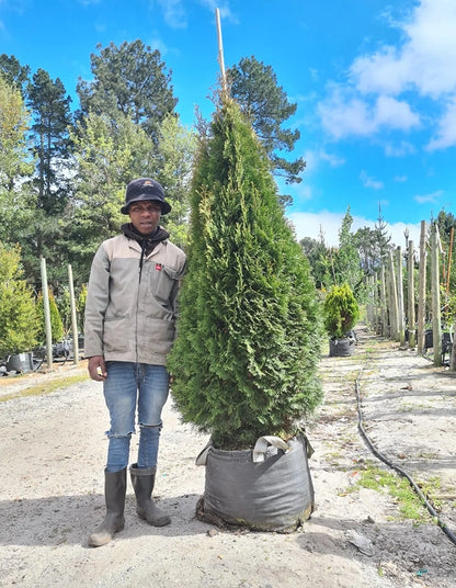 Thuja occidentalis 'Smaragd'