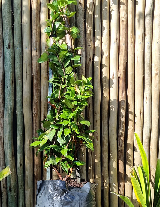 Trachelospermum jasminoides