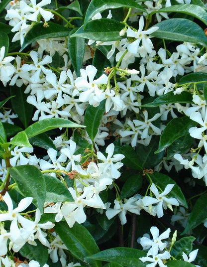 Trachelospermum jasminoides