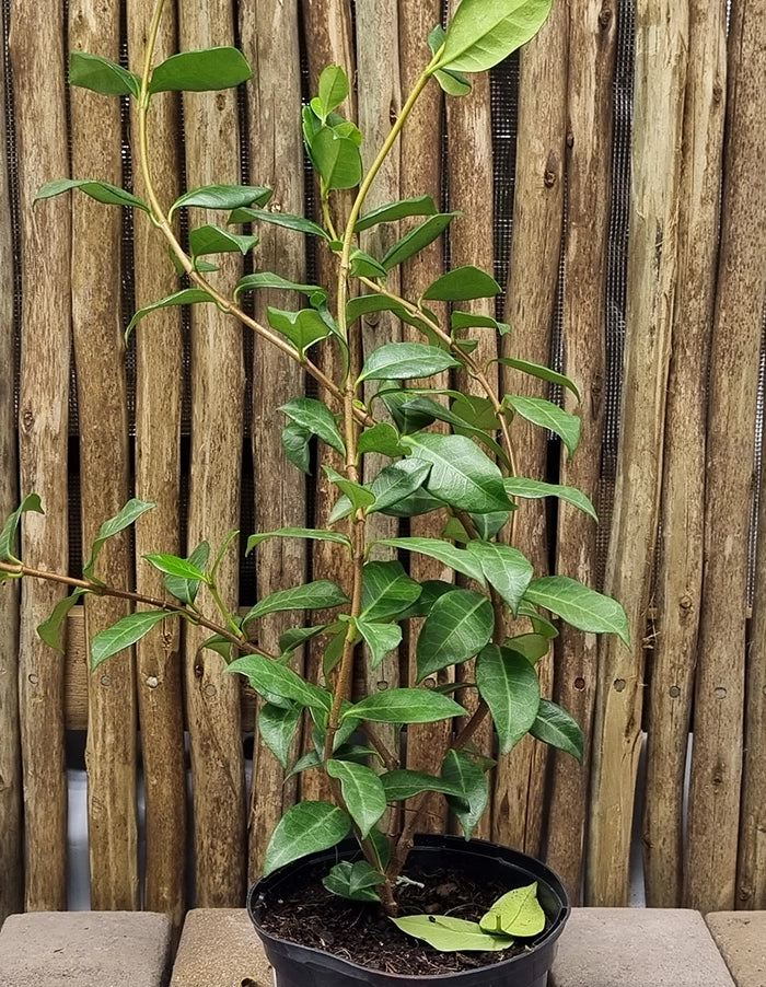 Trachelospermum jasminoides