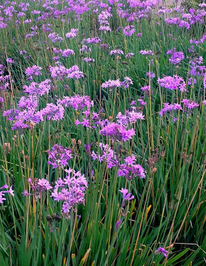 Tulbaghia violacea