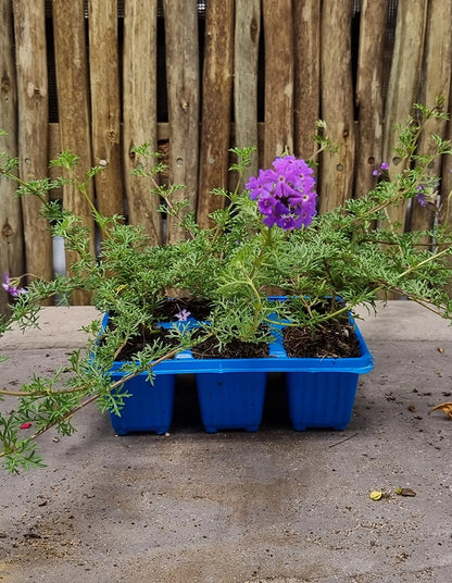 Verbena tenuisecta purple