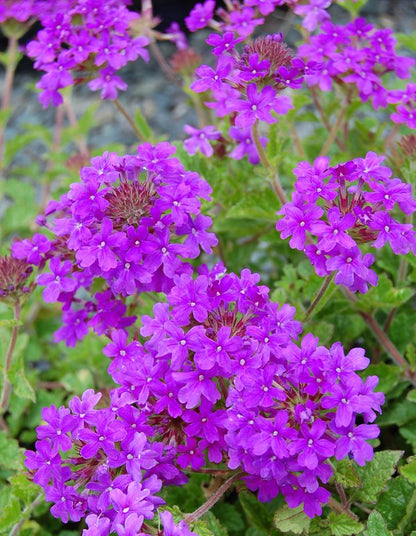 Verbena tenuisecta purple