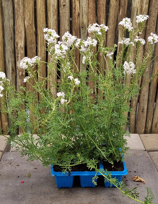 Verbena tenuisecta white