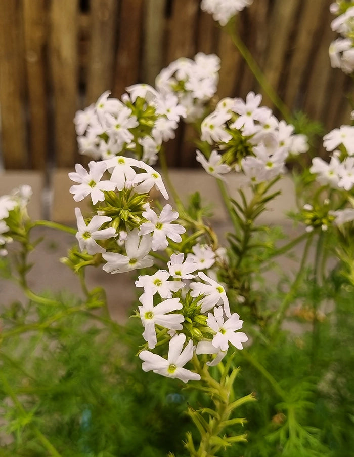 Verbena tenuisecta white