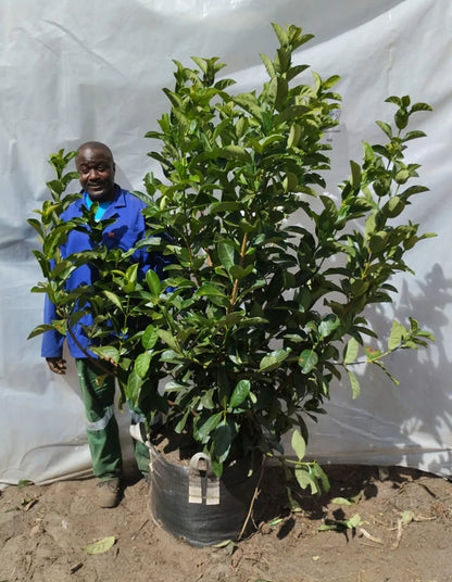 Viburnum Sinensis - 70 litre