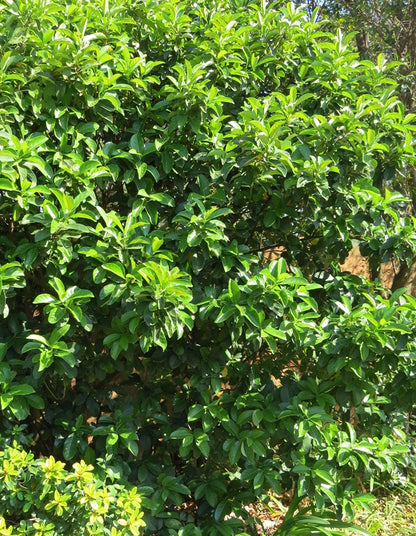 Viburnum Sinensis - 70 litre