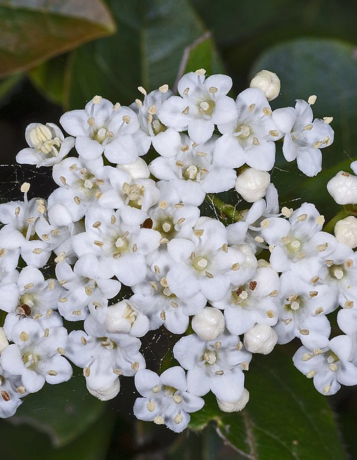 Viburnum tinus lucidum