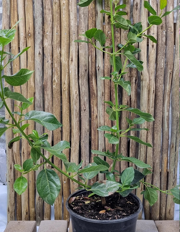 Viburnum tinus lucidum