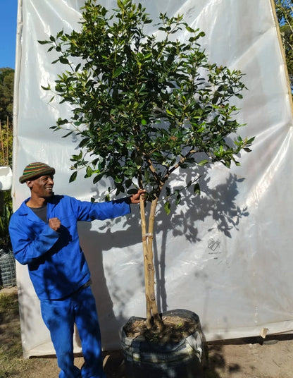 Viburnum tinus 'Lucidum' STD - 70 litre