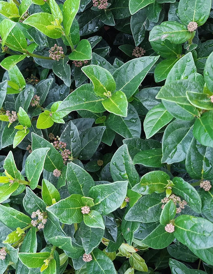 Viburnum tinus 'Lucidum' STD - 70 litre