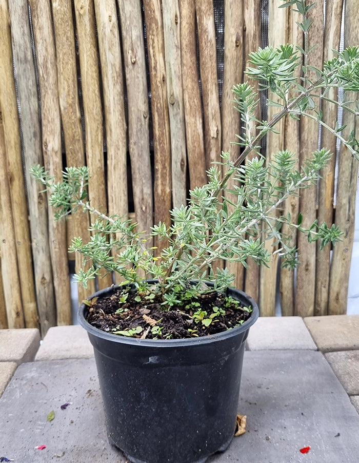 Westringia fruticosa 'White'