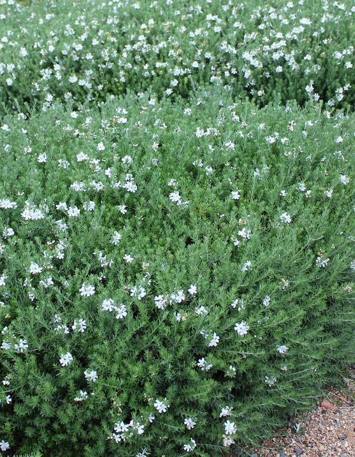 Westringia fruticosa 'White'