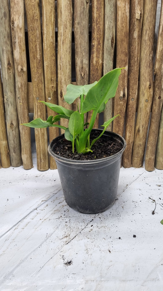 Zantedeschia Little Gem - 15cm