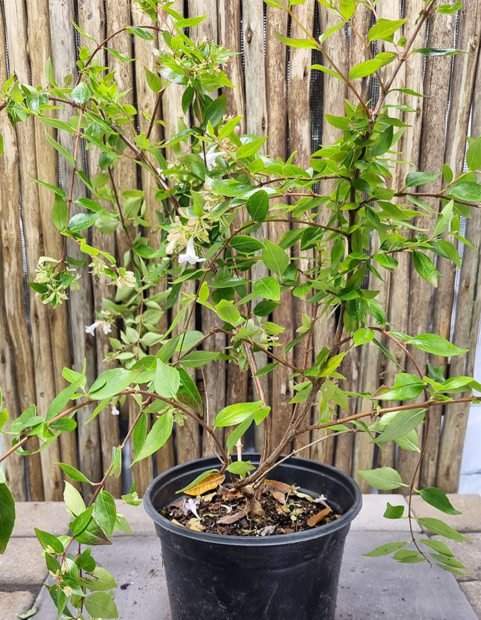 Abelia grandiflora white