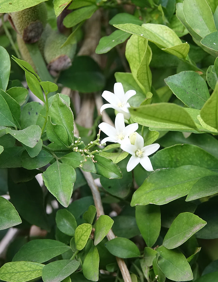 Abelia grandiflora white