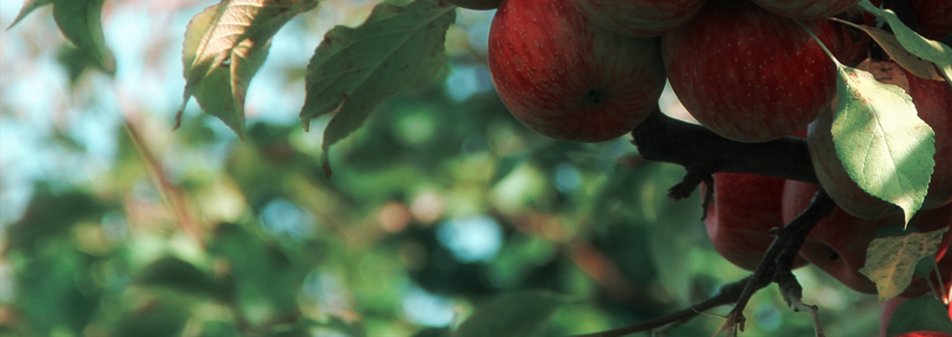 Fruit Trees